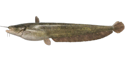 Amur Catfish