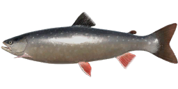 Arctic Char