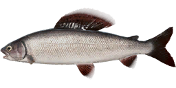 Grayling