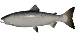 Atlantic Salmon