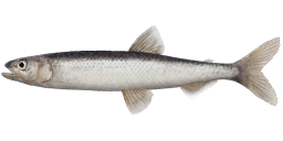 Asian Smelt