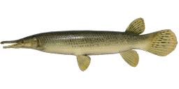 Alligator Gar