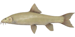 Albino Barbel