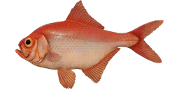 Alfonsino