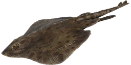 Arctic Skate