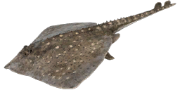 Thorny Skate