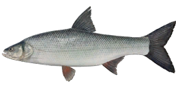 Asp