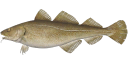 Atlantic Cod
