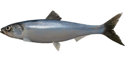 Atlantic Herring