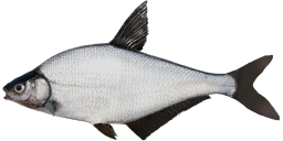 Blue Bream