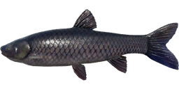 Black Carp