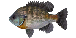 Bluegill