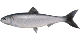 Brazhnikov Herring