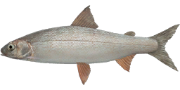 Baikal Omul