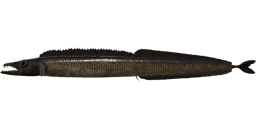 Black scabbardfish