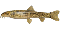 Siberian Char Loach