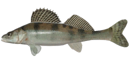 Volga Zander