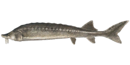Beluga