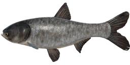 Bighead Carp