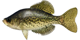 Black Crappie