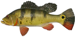 Butterfly Peacock Bass
