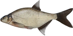 Bream