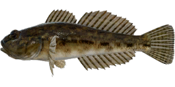 Siberian Sculpin