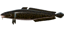 Burbot