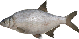 Silver Bream