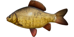 Crucian Carp