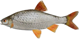 Common Roach