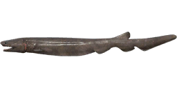 Frilled Shark