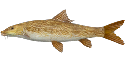 Common Barbel