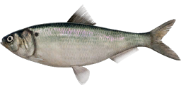 Black-spined Herring