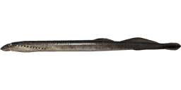 Caspian Lamprey