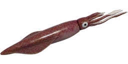 European Squid