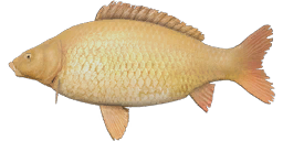 Common Scaly Albino Carp