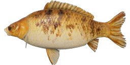 Common Ghost Carp