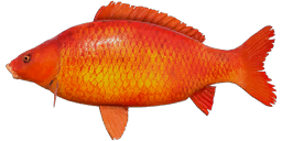 Red Starvas Carp - Scaly