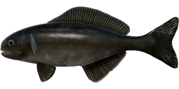 Black Ruff