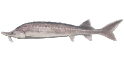 Black Sea Beluga