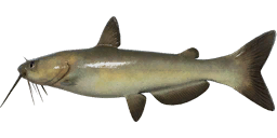 Channel Catfish
