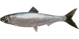 Pontic Shad