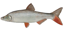 Mongolian redfin