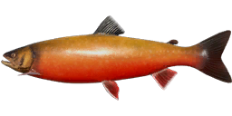 Kuori Char