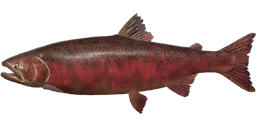 Chinook Salmon