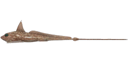 European Chimaera