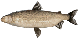 Broad Whitefish