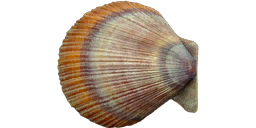 Icelandic Scallop