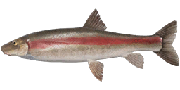Longnose Sucker